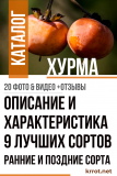Райска ябълка: описание и характеристики на 9-те най-добри сорта. Ранни и късни сортове (20 снимки и видео) + ревюта