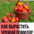 Serada salatalıkların sararmış yumurtalıklarını saklıyoruz: sorunun nedenlerinin açıklaması, bu sapmayla mücadele ve önleme yöntemleri (Fotoğraf ve Video) + İncelemeler