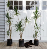 Dracaena marginata - φροντίδα μετά την αγορά, μεταμόσχευση, αναπαραγωγή στο σπίτι (140 Φωτογραφίες)