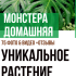 Форзиция: описание, засаждане на открито, тръгване от Московска област към Сибир - мини-енциклопедия (80+ снимки и видеоклипове) + рецензии