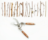 Прибиране на резници за присаждане на дървета: основна информация за резници, кога да се прибират, съхраняване на резници в хладилник