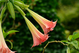 Brugmansia: είδη, φύτευση και φροντίδα στο σπίτι, καλλιέργεια από σπόρους