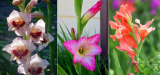 Gladiolus: περιγραφή, ταξινόμηση ποικιλιών, φύτευση σε ανοιχτό έδαφος και φροντίδα (90 Φωτογραφίες & Βίντεο) + Κριτικές