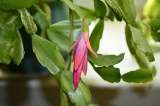 Schlumbergera är en epifytisk växt vars blomning motsäger alla naturens kanoner. Funktioner för att odla en Decembrist hemma (65+ foton och videor) + recensioner
