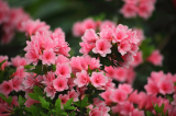 Garden Azaleas: περιγραφή, ποικιλίες, φύτευση και φροντίδα στο ύπαιθρο, προετοιμασία για το χειμώνα (50 Φωτογραφίες & Βίντεο) + Κριτικές