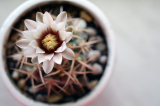 Gymnocalycium στο σπίτι: καλλιέργεια, χαρακτηριστικά φροντίδας, τύποι, αναπαραγωγή, ανθοφορία