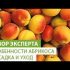 [VIDEO] Aprikos knoppande