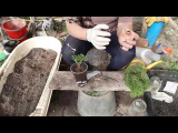 [VIDEO] Thuja sticklingar
