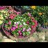 [VIDEO] Ringblommor: odling och skötsel