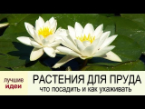[VIDEO] Vilka vattenväxter att plantera i en damm