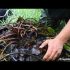 [VIDEO] Hur man transplanterar och delar nymfaeum i en damm