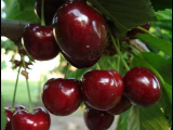 [VIDEO] Här är vad som händer om du äter körsbär hela säsongen