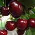 [ВИДЕО] Най-плодотворните череши. Сортове череши за Средната лента