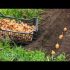 [VIDEO] Plantera potatis