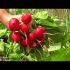 [VIDEO] Allt om daikon. Från sådd till skörd