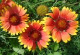 Gaillardia perennial: περιγραφή, ανάπτυξη από σπόρους, φύτευση σε ανοιχτό έδαφος και φροντίδα (45+ Φωτογραφίες και βίντεο) + Κριτικές