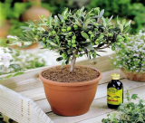 Cómo cultivar un olivo en casa: desde la elección de una variedad hasta la cosecha