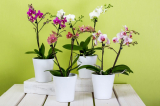 Орхидея Phalaenopsis у дома: грижи след покупка, отглеждане, правила за отглеждане