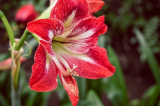 Hippeastrum home λουλούδι - ένα πολύπλευρο υβρίδιο: περιγραφή, τύποι, φροντίδα, καλλιέργεια, αναπαραγωγή και άλλες χρήσιμες πληροφορίες (160 Φωτογραφίες) + Κριτικές