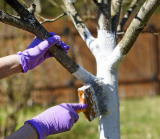 Bahçedeki ağaçların badanalanması nasıl yapılır: açıklama, zamanlama (sonbahar, ilkbahar), kompozisyonlar, hazırlık, araçlar